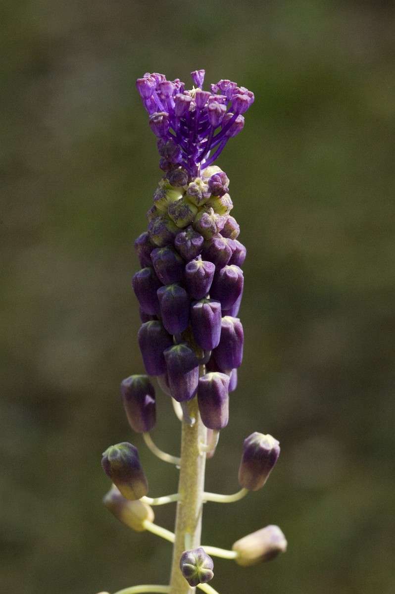 Muscari comosum, Tassel Hyacinth